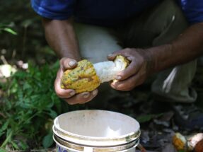 Short History of cocoa