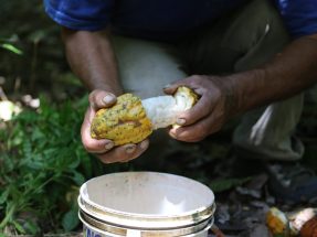 Short History of cocoa