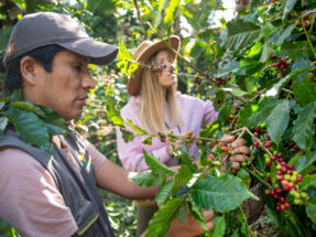 Coffee and/or Cocoa Farm Tour 2D