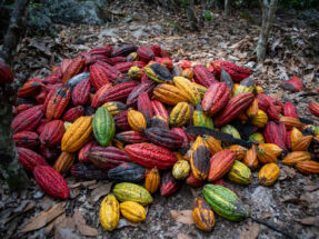 Cocoa Tour, Immersion Experience 2D