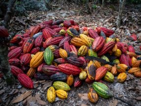 Cacao Farm Tour, Immersion Experience in Cusco jungle 2D