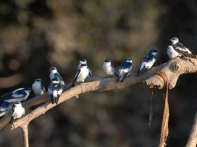 Pacaya Samiria Tour: 4 Days of Wildlife and Kukama Culture 