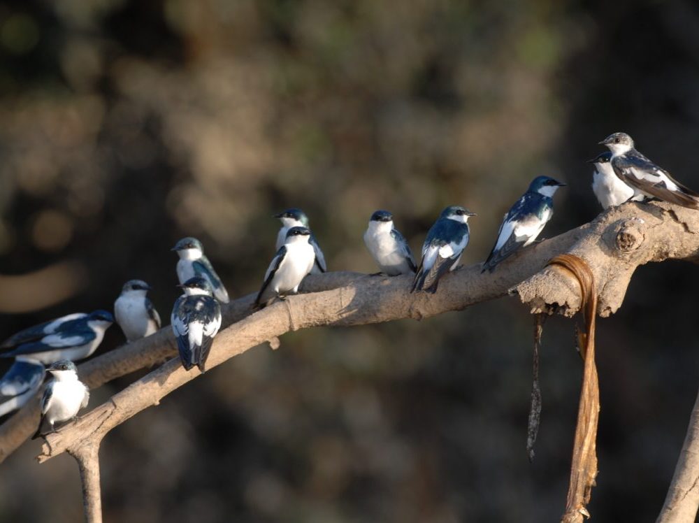 Pacaya Samiria Tour: 4 Days of Wildlife and Kukama Culture 