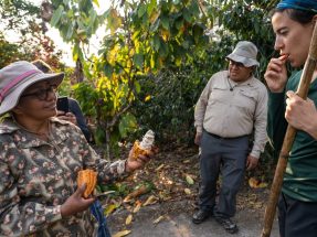 Machu Picchu and Coffee Tour: Living Culture & Jungle 6 Days