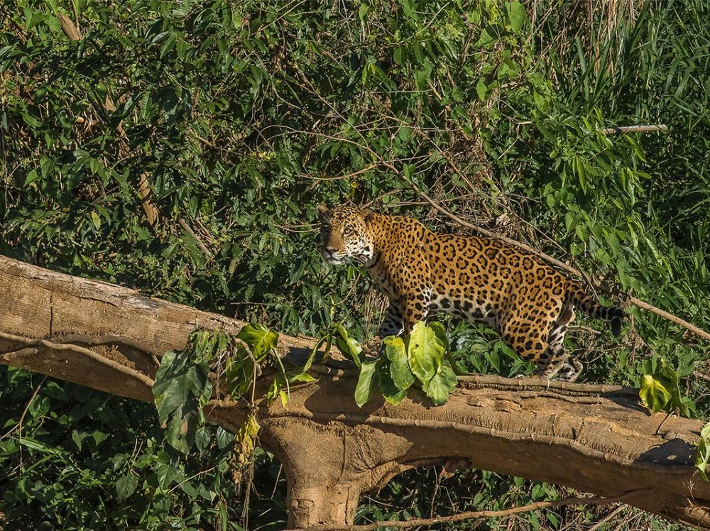 Sachavacayoc Tour: 3-Day Rainforest Expedition to the Heart of Tambopata