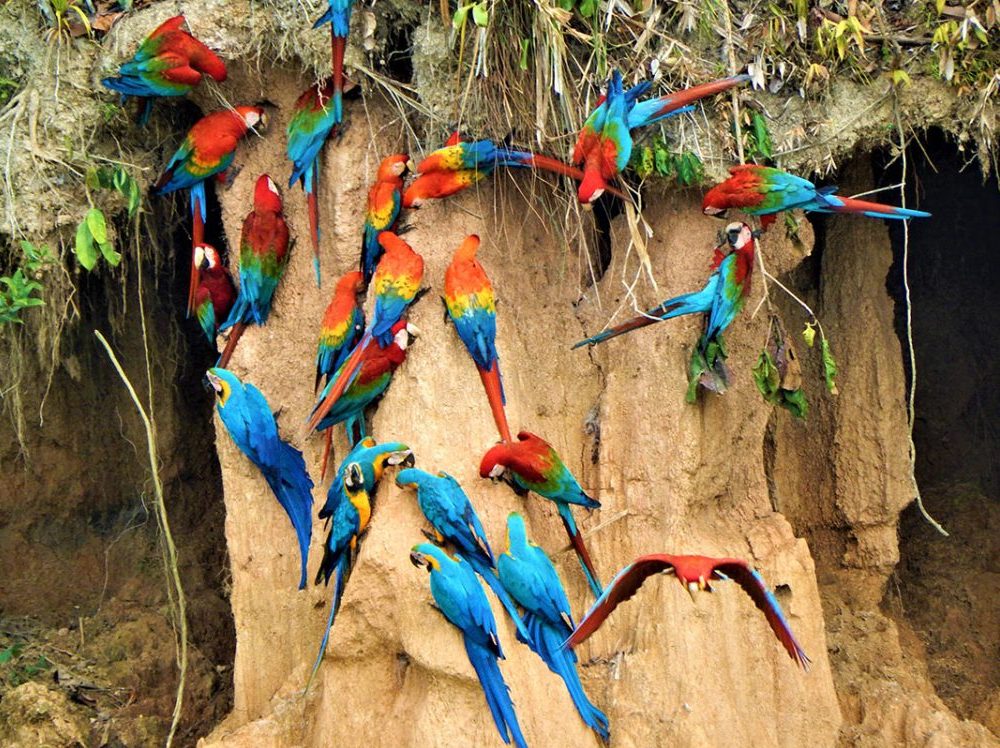 Sachavayoc Birds