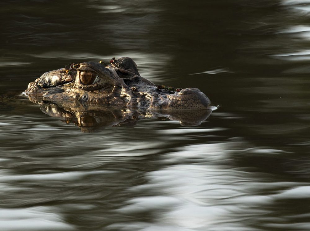 Crocodile Peru Sachavayoc