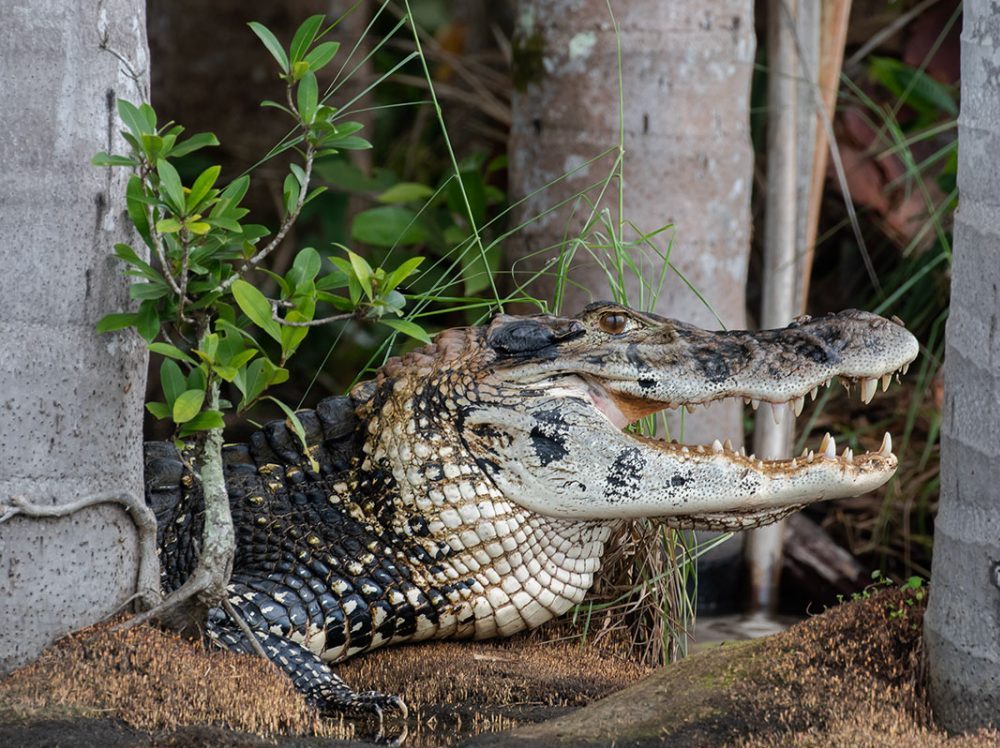 Caiman Peru SAchavayoc