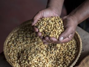 Full Experience, coffee and cacao Farm 2-day Tour