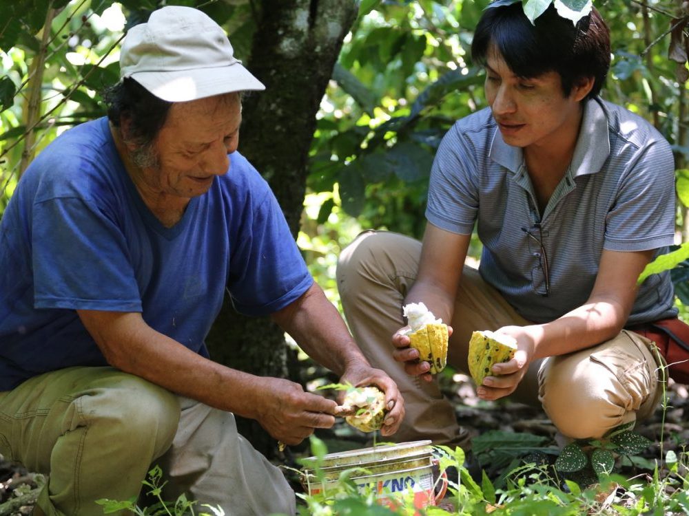 Cacao Farming