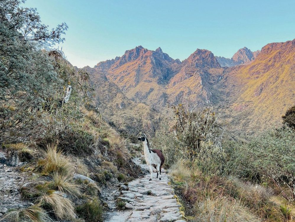 Llama Inka Trail