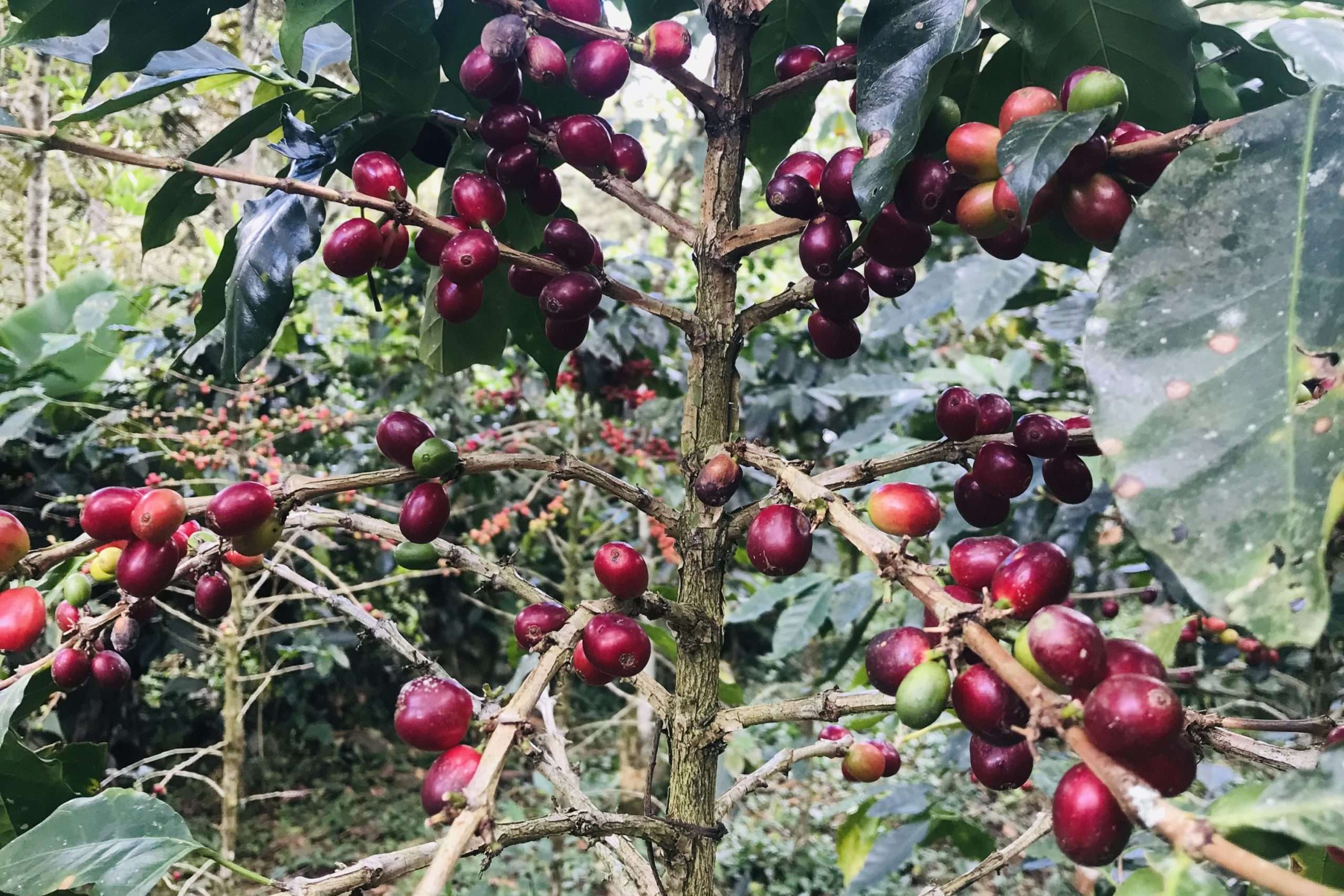 Short History of Coffee