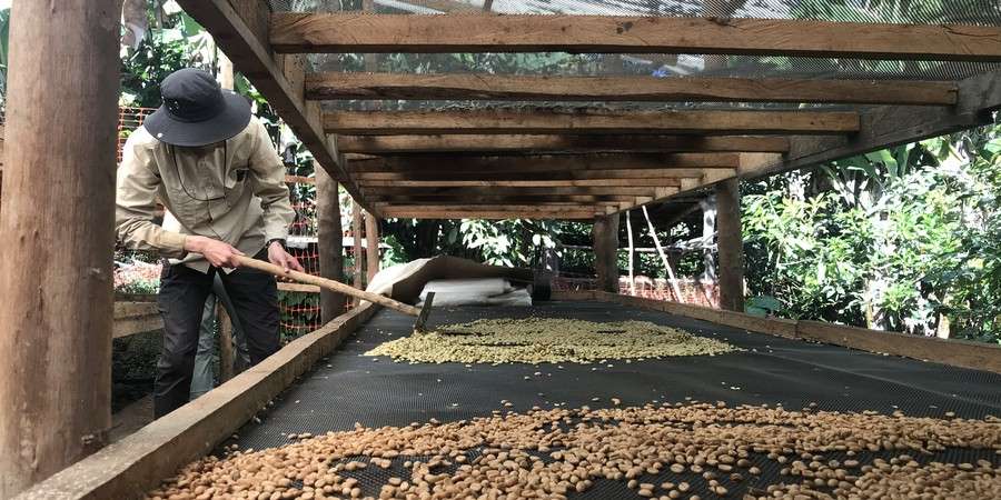 Coffee beans drying on raised beds on a farm in Cusco, Peru