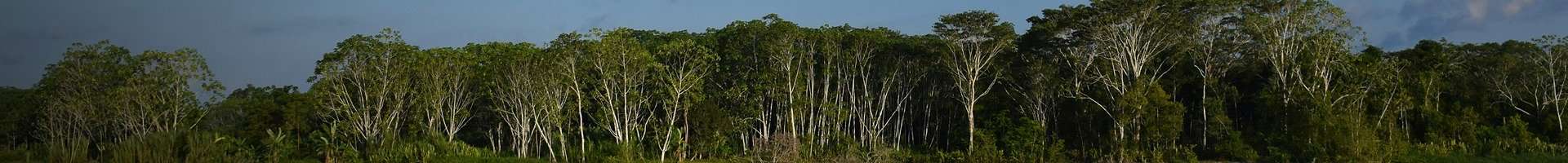  Pacaya Samiria Tour: 5 Days of Deep Amazon Immersion