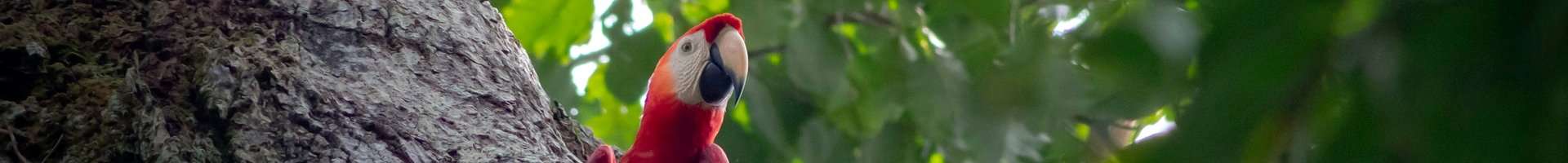  Sachavacayoc: 4-Day Deep Expedition in Tambopata